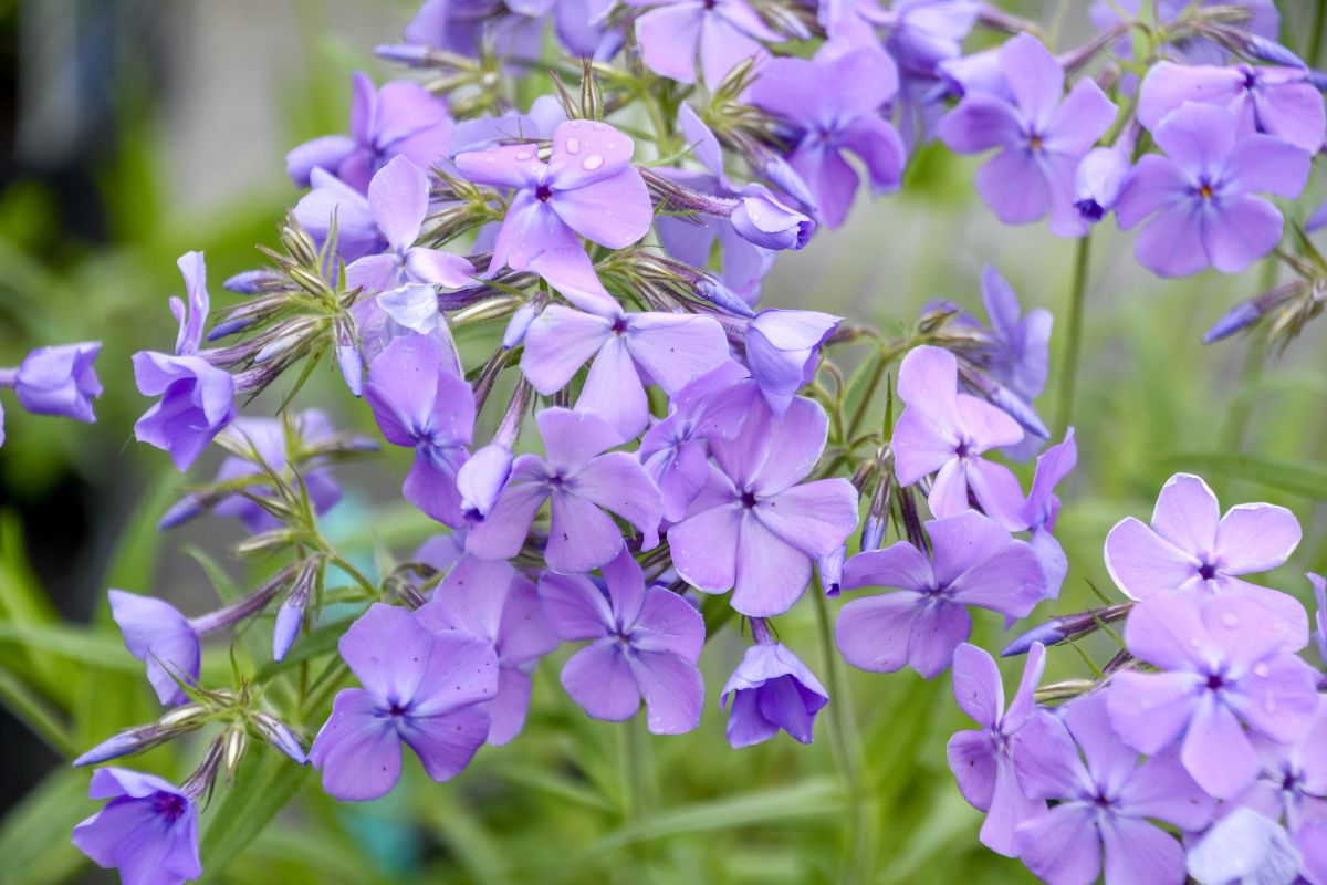 Phlox 'Mr. Blue Sky'